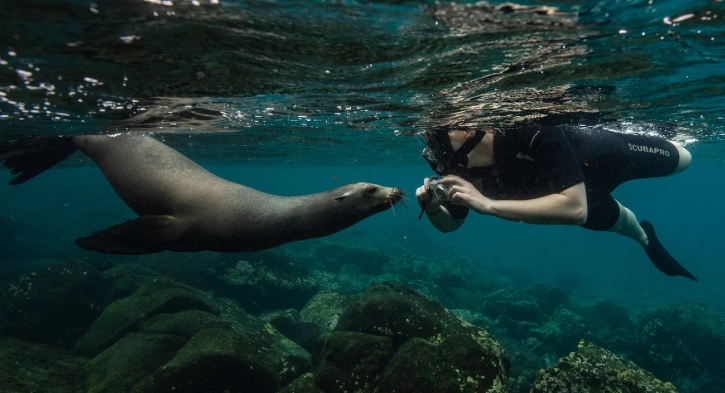 Casa Gangotena guest snorkeling with a playful sea lion in Galapagos near North Seymour Island.
