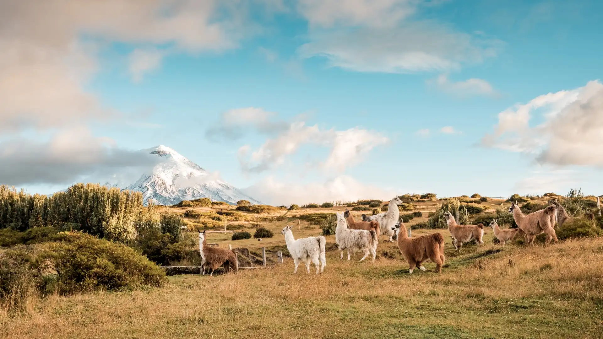 Llamas grazing in Cotopaxi National Park with a snowy mountain backdrop - related to Casa Gangotena, Boutique Hotel in Quito.