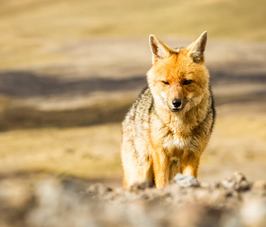 Wild fox spotted during a Casa Gangotena Boutique Hotel Quito tour in Cotopaxi National Park.