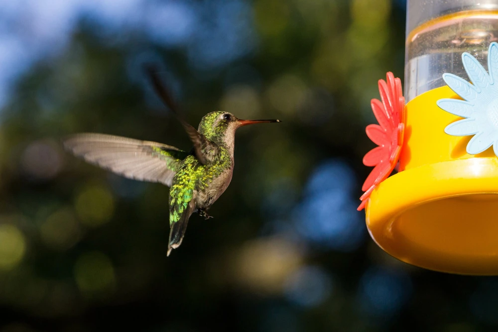 Colibríes escala 1